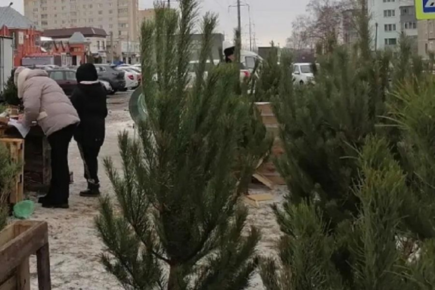 Эксперт рассказала, каких насекомых можно принести домой вместе с новогодней ёлкой