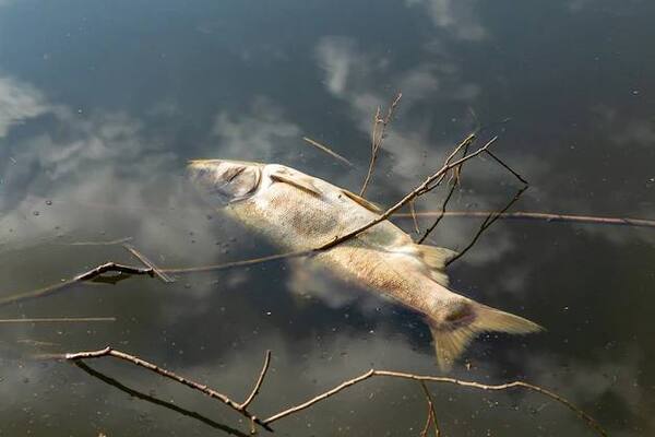 В Тамбовской области за плотиной водохранилища нашли мёртвых рыб
