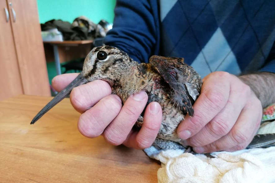 В Центре охраны хищных птиц спасли вальдшнепа с огнестрельным ранением