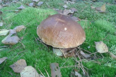 Девять человек отравились грибами в Тамбовской области