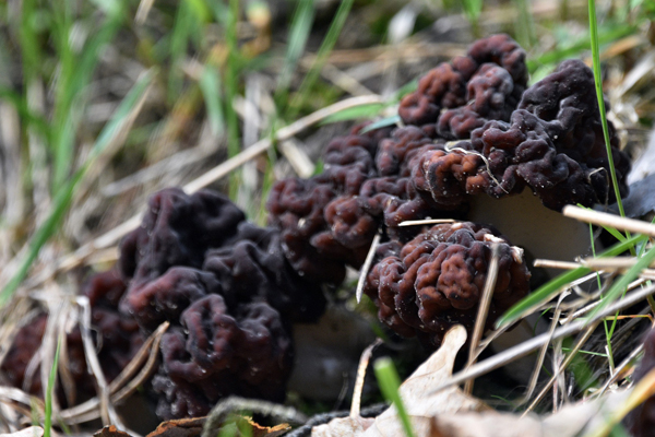 В Тамбовской области два человека отравились грибами