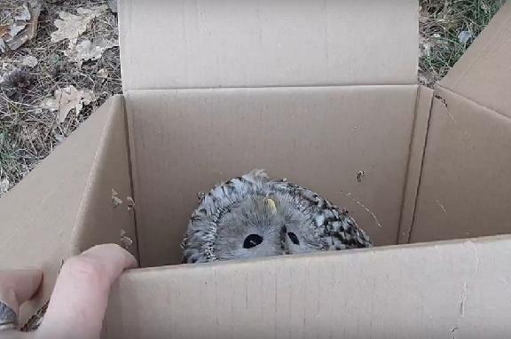 В Тамбовской области спасённую сову выпустили на волю