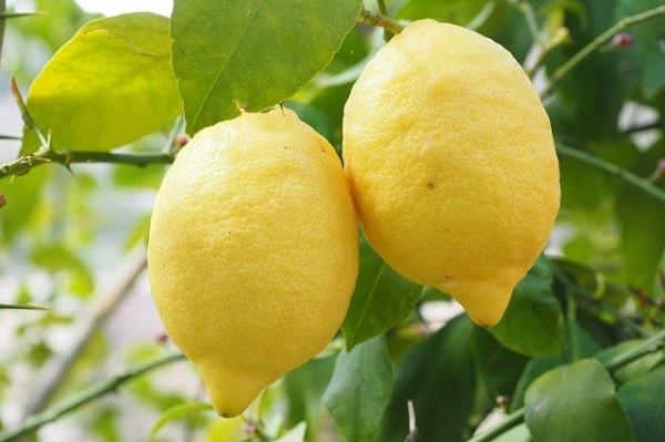 Врач назвал группы людей, которым не рекомендуется чрезмерное употребление лимона