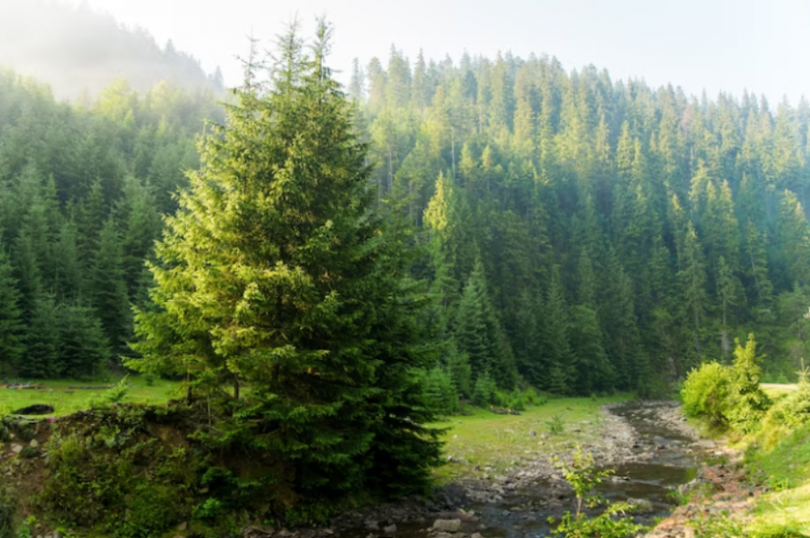 В Тамбовской области за весну планируют высадить 785 гектаров леса