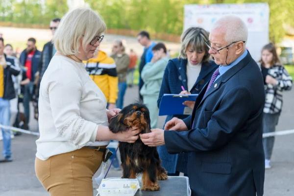 В Тамбов на выставку собак съехалось 240 участников