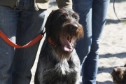 26 апреля на берегу реки Цны прошла вторая тамбовская городская выставка подружейных собак