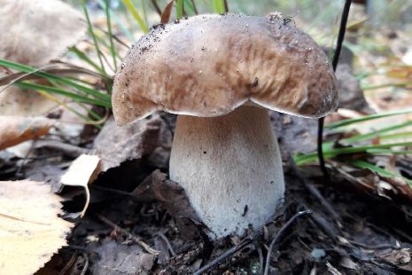 Названы рекомендации по безопасному сбору грибов