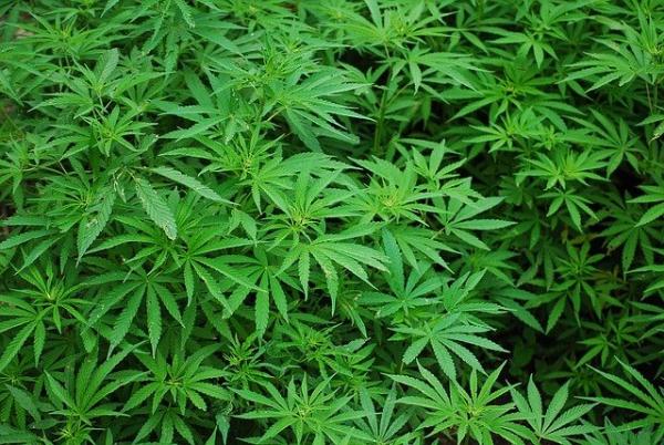 У жителя Сосновского района изъяли килограмм марихуаны