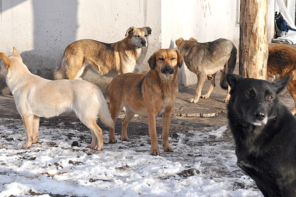 В Рассказово резко выросло количество бездомных собак 