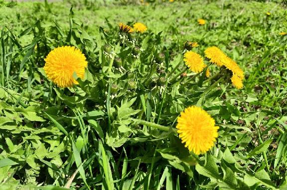 Покос сорной травы в Тамбове может обойтись бюджету в 10 млн рублей