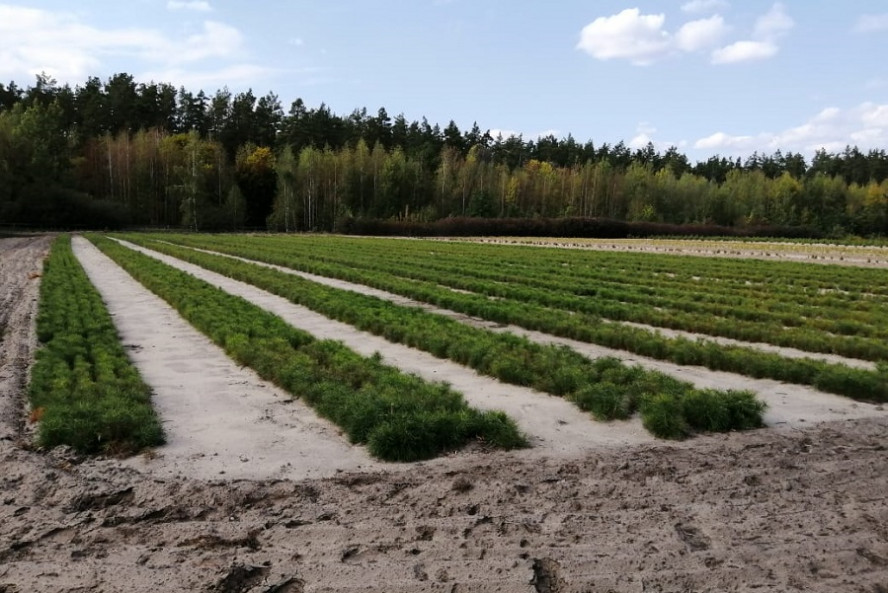 В питомниках Тамбовской области высадили более 3 тонн семян основных лесообразующих пород