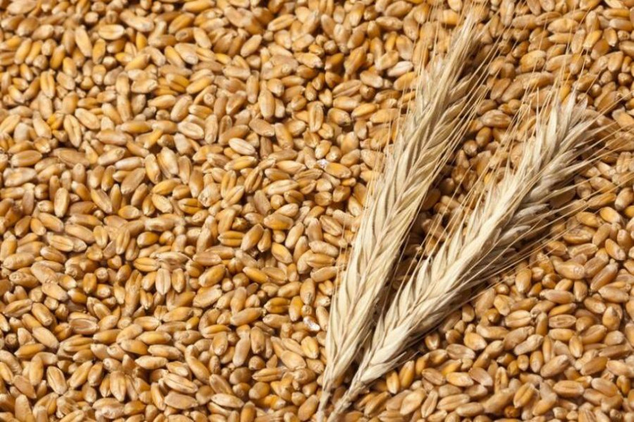 Агроном сельхозпредприятия оштрафован за хранение зерна с вредными организмами