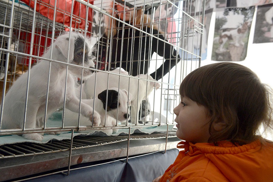 Продажу животных в зоомагазинах могут запретить