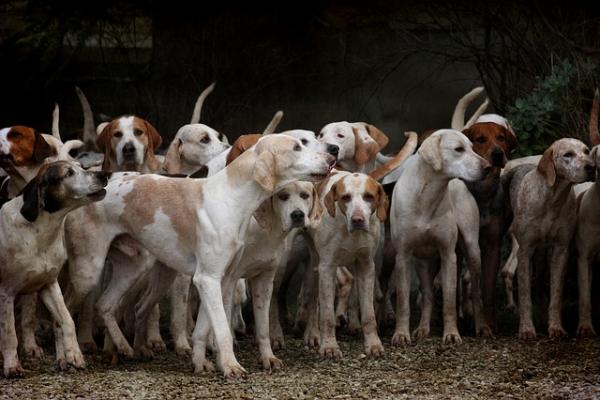 Тамбовчане, проживающие в районе "Динамо", пожаловались на стаю крупных агрессивных собак