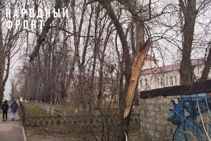 Расколотое дерево возле больницы № 3 в Тамбове может рухнуть в любой момент