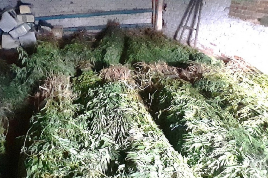 В Мордовском округе у супругов из Волгограда изъяли более 500 растений конопли