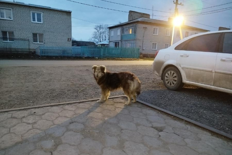 В Тамбовской области введут новые правила оценки агрессии бездомных животных