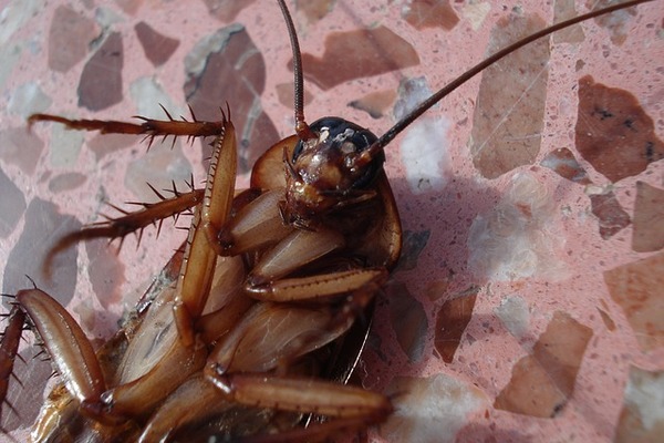 В Тамбове жильцов девятиэтажки атаковали тараканы