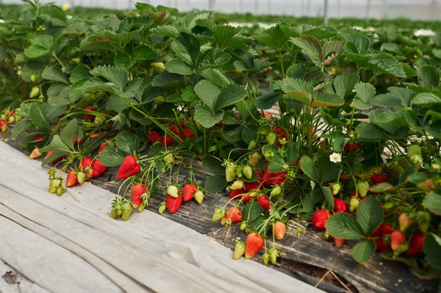 Садоводы в Тамбовской области собрали уже более 25 тонн ягод