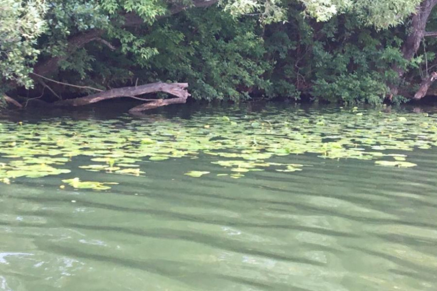 Прокуратура выявила сброс неочищенной сточной воды в реку Царёвка