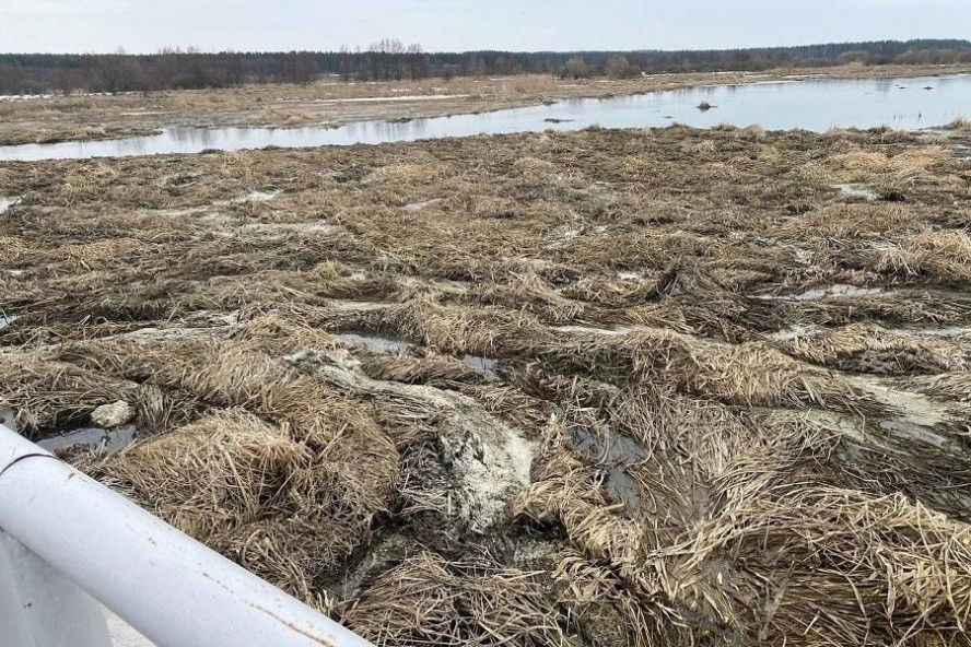 В Тамбовском округе начали расчистку русла Цны от плавающих камышовых островов