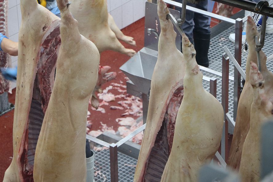 Убойное и мясоперерабатывающее производство в селе Борщевка - 3