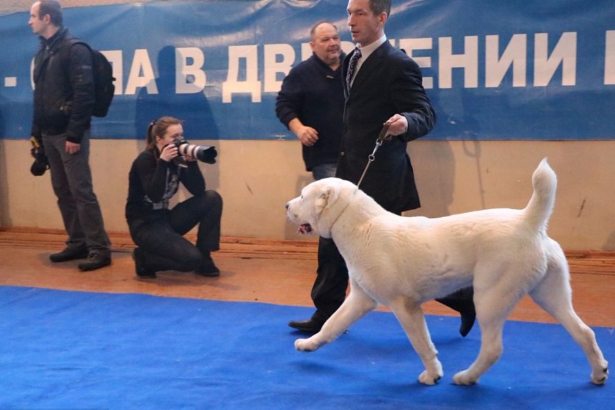Региональная выставка собак всех пород 2017 - 20