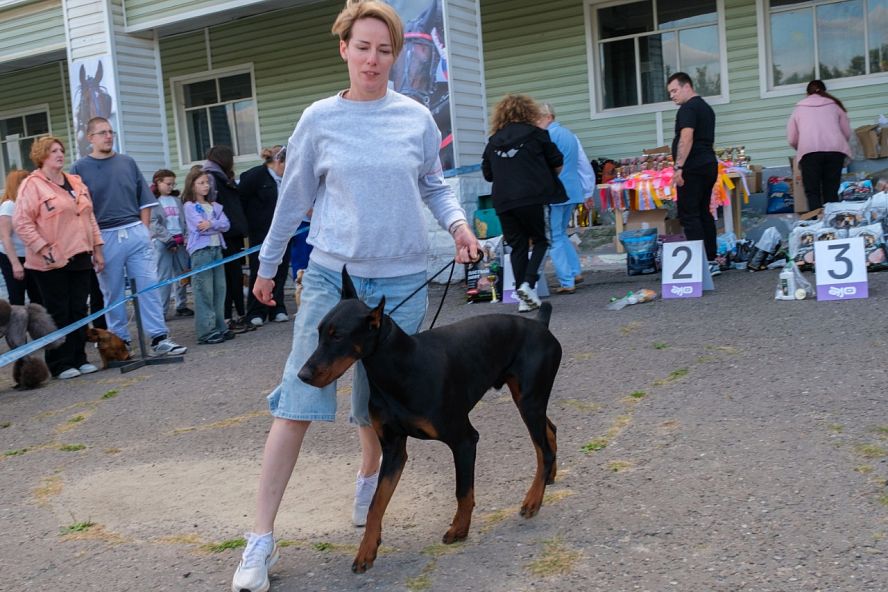 Выставка собак - 2025 - 22