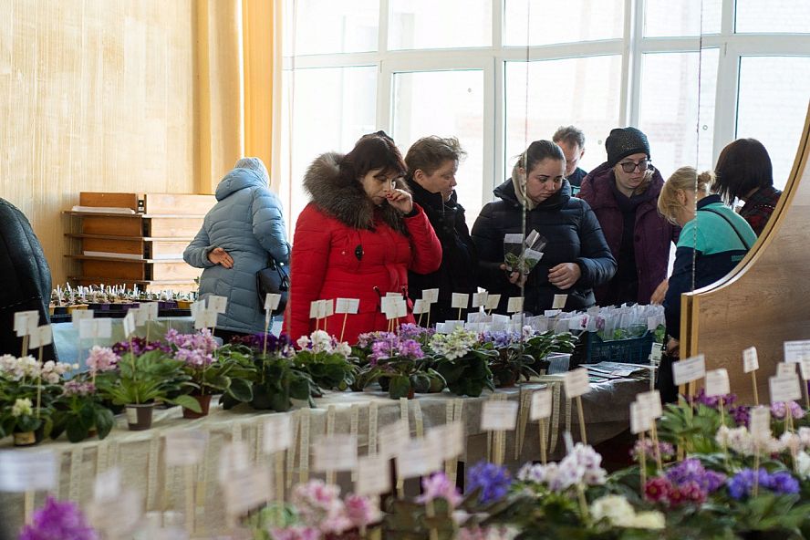 Выставка фиалок и кактусов-2019 - 34