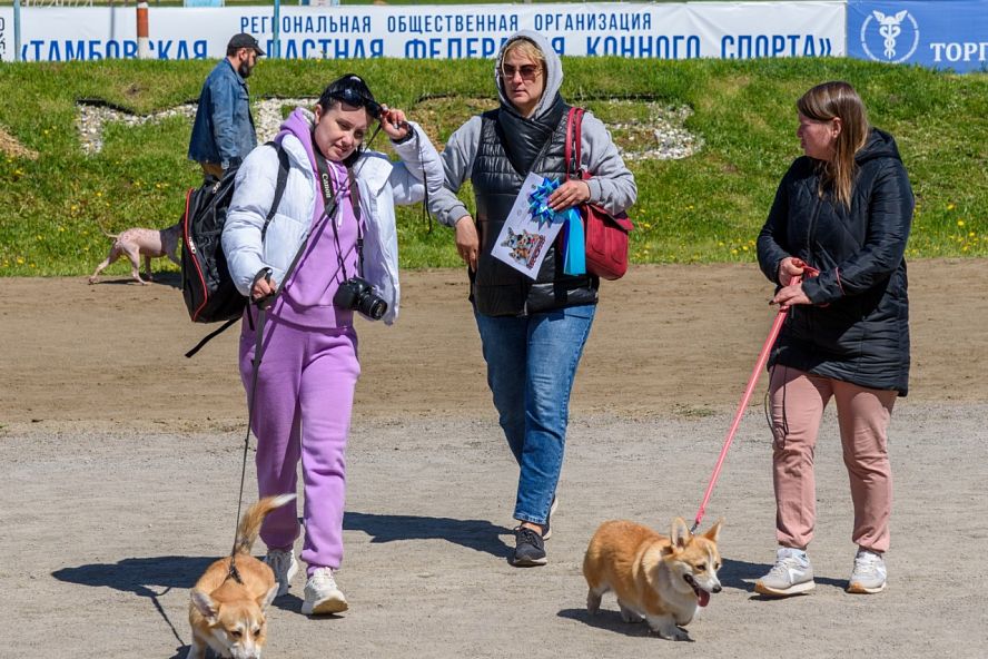 Всероссийские выставки собак всех пород - 6