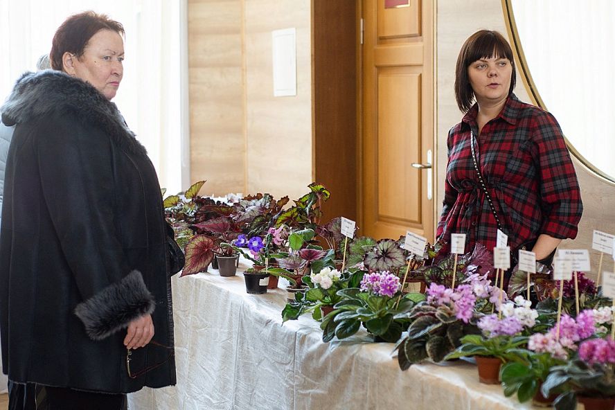 Выставка фиалок и кактусов-2019 - 23