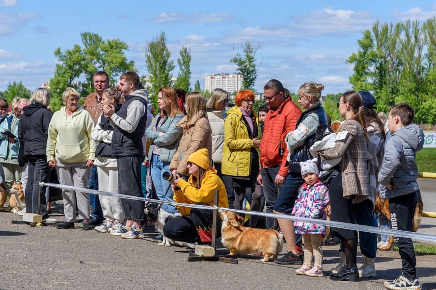 Всероссийские выставки собак всех пород - 24