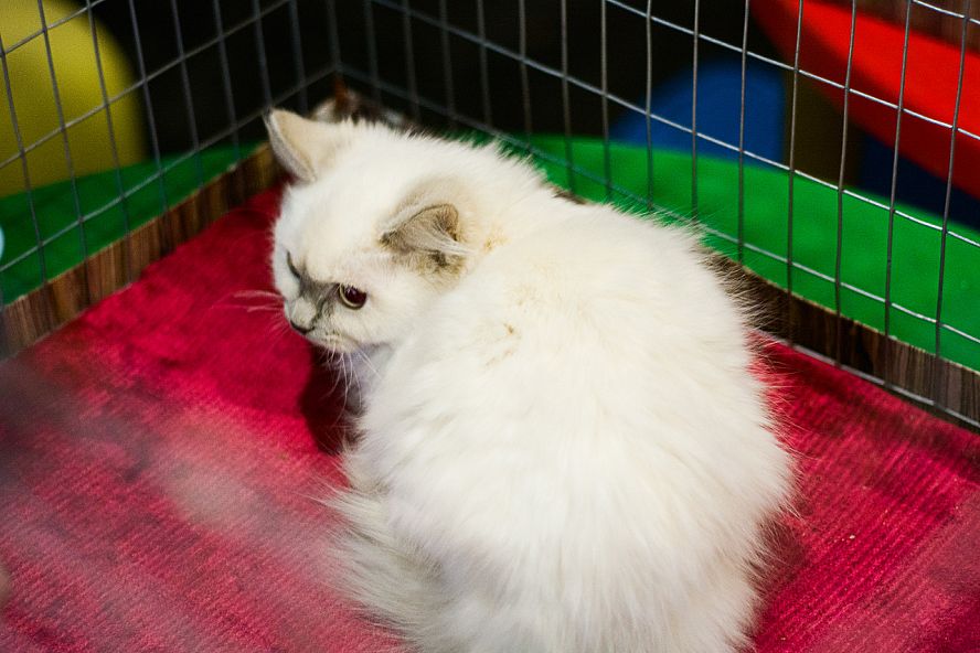 Выставка кошек и собак - 2
