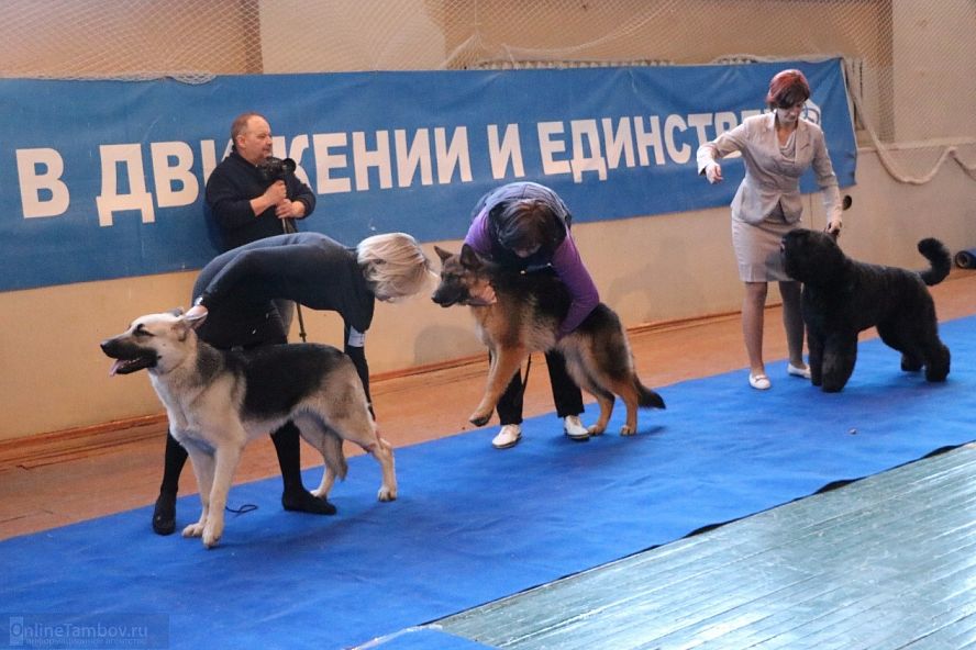 Региональная выставка собак всех пород 2017 - 18