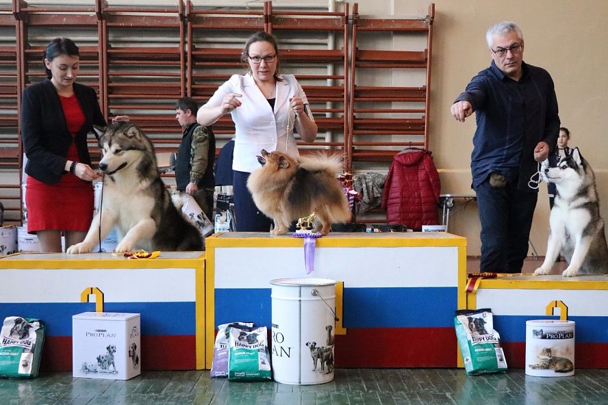 Региональная выставка собак всех пород 2017 - 26