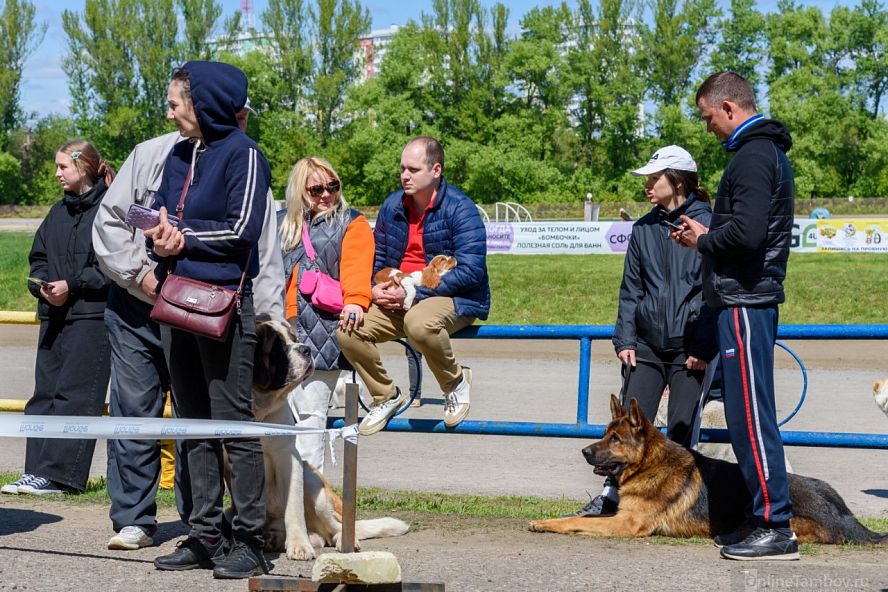 Всероссийские выставки собак всех пород - 3