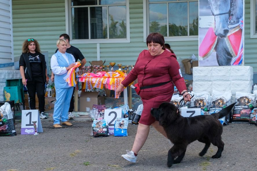 Выставка собак - 2025 - 19