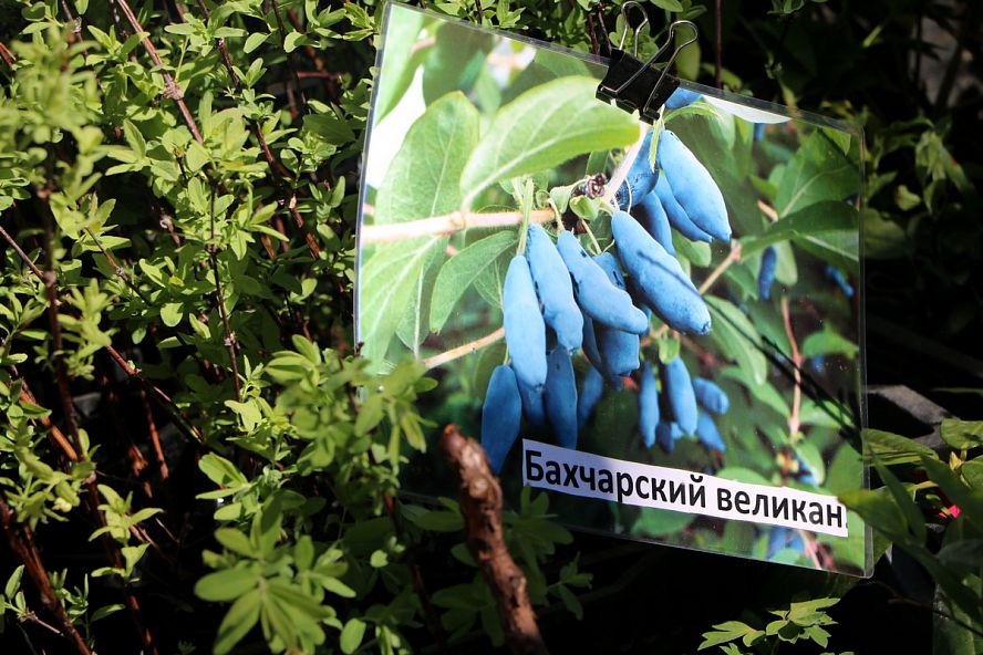 Фестиваль цветов, 2018 - 8